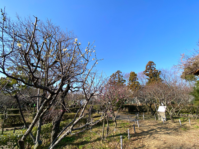 2023年2月4日の梅