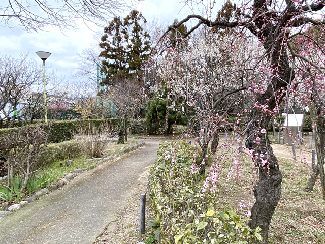 2024年2月8日の梅