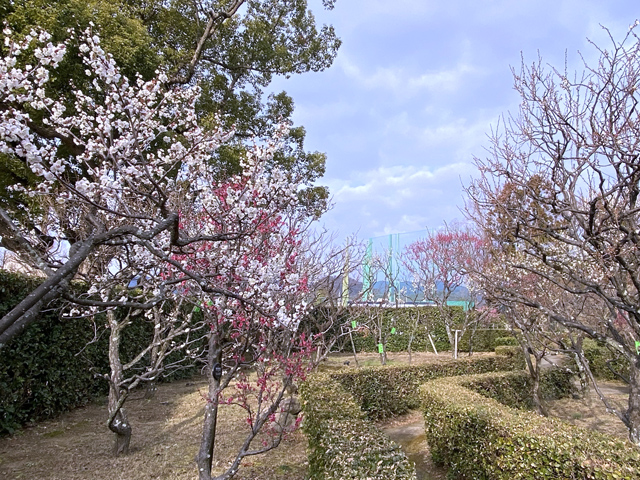 2024年2月10日の梅