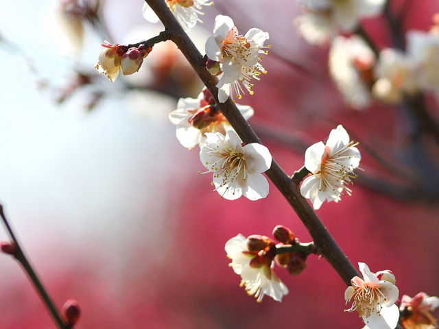 2026年2月4日の梅