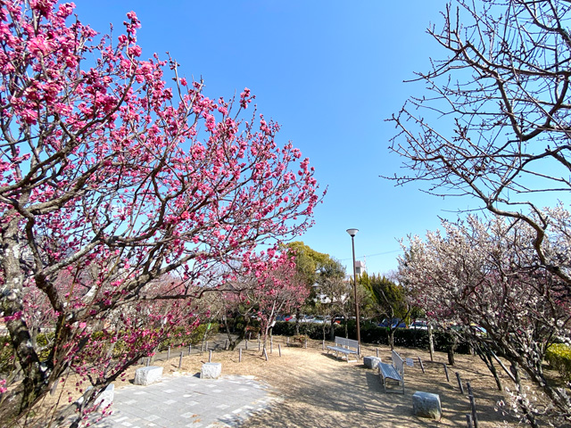 2026年2月6日の梅