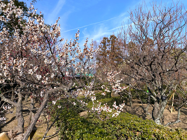 2026年2月10日の梅