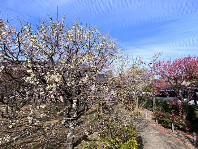 2026年2月14日の梅