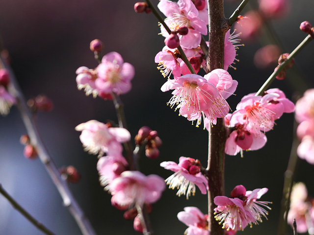 2026年2月23日の梅