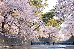 夙川公園の桜