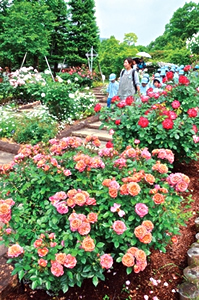 写真：北山緑化植物園のバラ