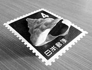 写真：世界の貝切手