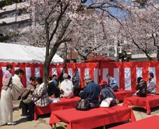 写真：観桜茶会