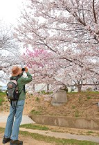 写真：越水浄水場の桜
