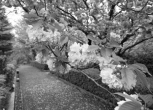 写真：八重桜・関山