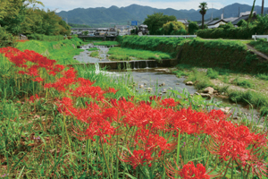 写真：有馬川緑道