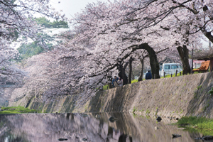 写真：春の夙川公園