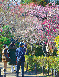 写真：甲東梅林