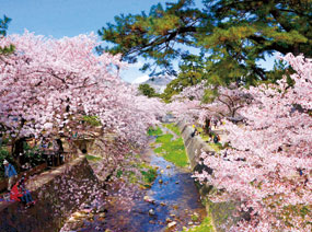 写真：夙川の桜と甲山