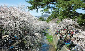写真：川沿いの桜並木