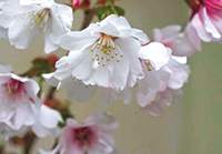 写真：宮の雛桜