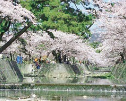 写真：夙川公園の桜