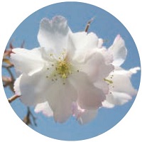 画像：夙川舞桜