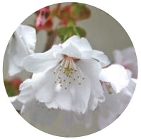 画像：宮の雛桜