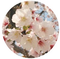 画像：今津紅寒桜