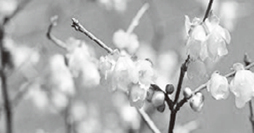 写真：ソシンロウバイ