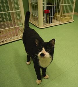譲渡猫写真580