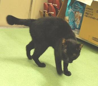 譲渡猫写真582