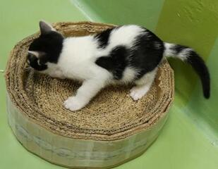 譲渡猫604-2