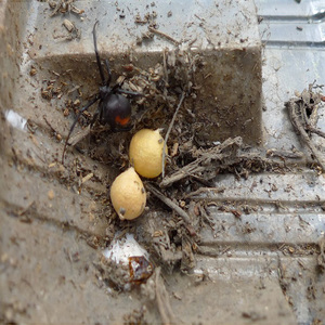 セアカゴケグモの卵の画像