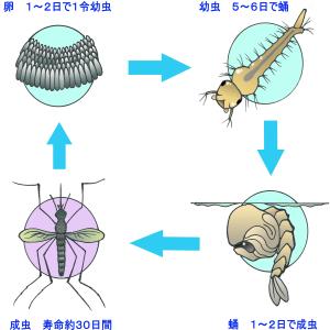 ヤブカの成長サイクルの画像