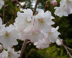 宮の雛桜　花のアップ