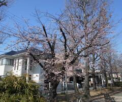 今津紅寒桜　全体