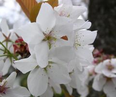 越水早咲き　花のアップ