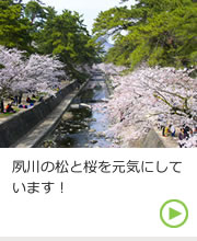 植物生産研究センター・夙川の松と桜を元気にしています！