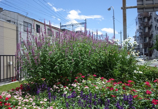 仁辺町ロータリー　サマー・アメジストの花の様子1