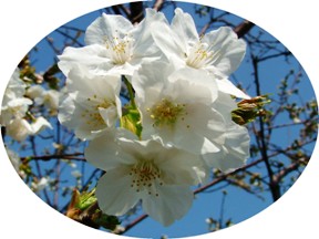 西宮権現平桜