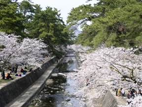 夙川河川敷緑地_桜開花風景