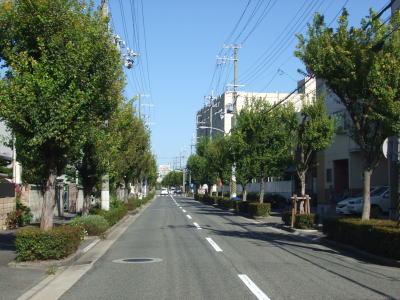 酒蔵通り（建石町付近）　トウカエデ