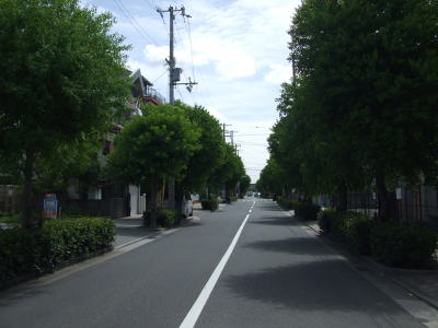 鳴尾御影線（津門宝津町付近）　ナンキンハゼ