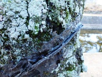 不定根まで雨水を誘導するために樹皮にチューブを這わせている様子。