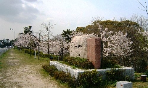 武庫川河川敷緑地の桜