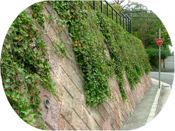 ヘデラによる壁面緑化（下垂）