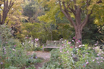 桂の木の下のベンチ