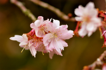 サクラの花