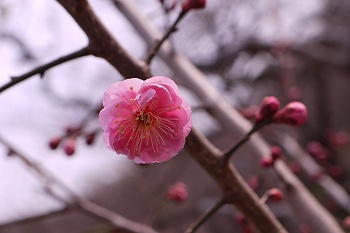 紅梅いちりん