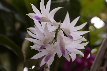 デンドロビウム・アメジストグロッサムの花