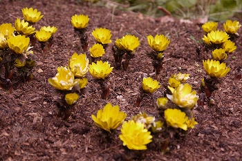 フクジュソウの花