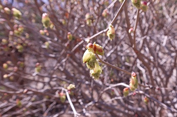 薄い黄色の花