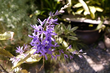 薄紫の花が咲くツル性の植物