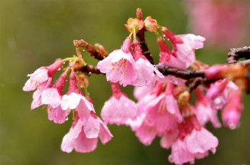 濃いピンク色の花